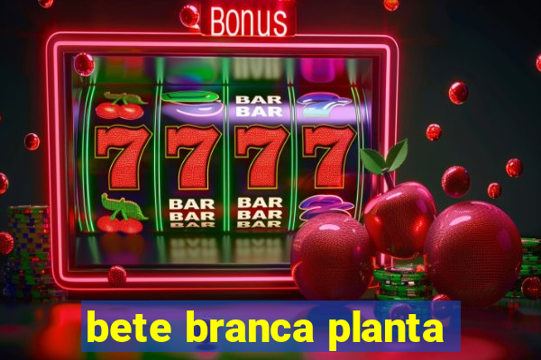 bete branca planta